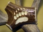 Elk fork buckle with Grizzley paw